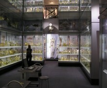 Hunterian Collection